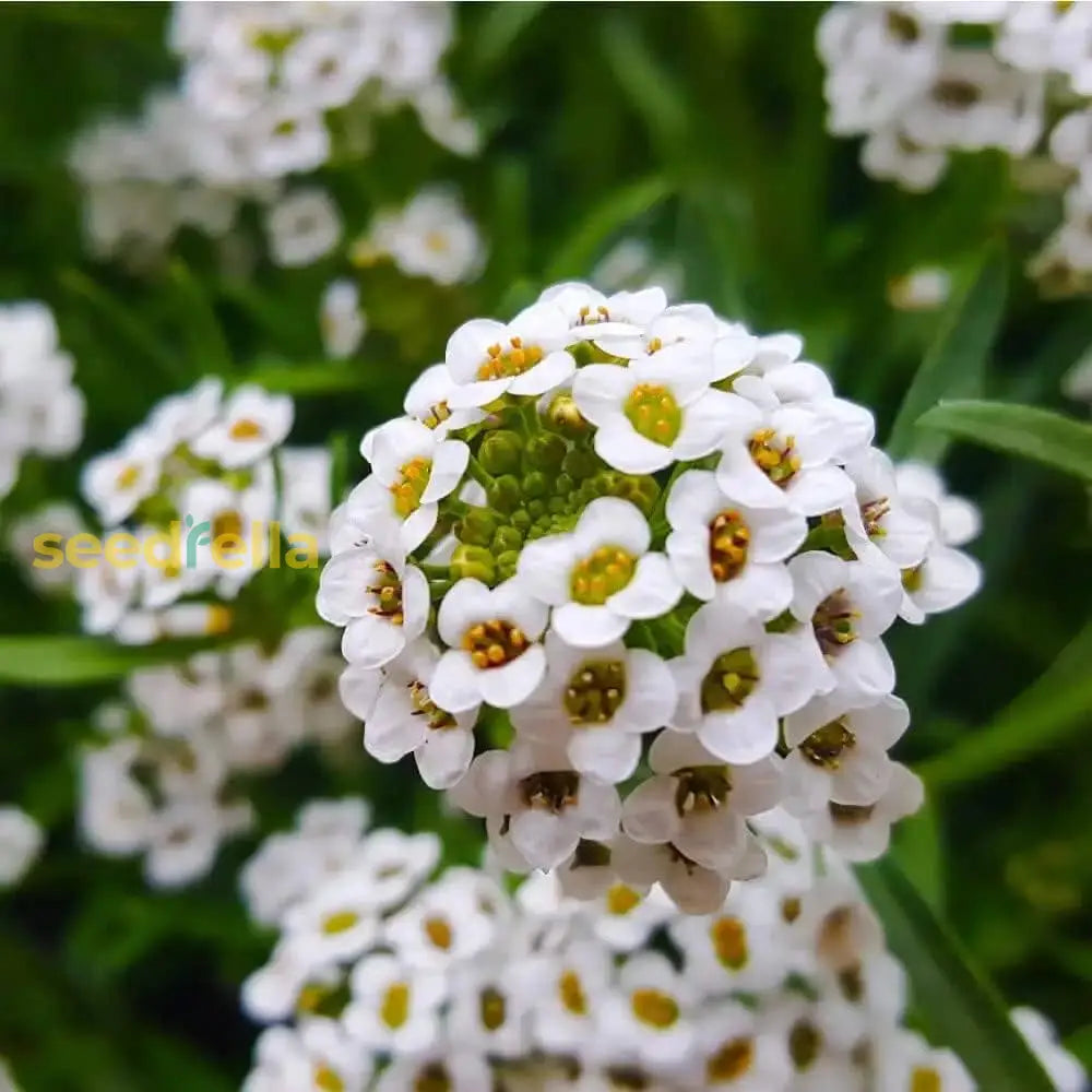 Alyssum Flower Seeds: Plant For Vibrant Blooms Seeds