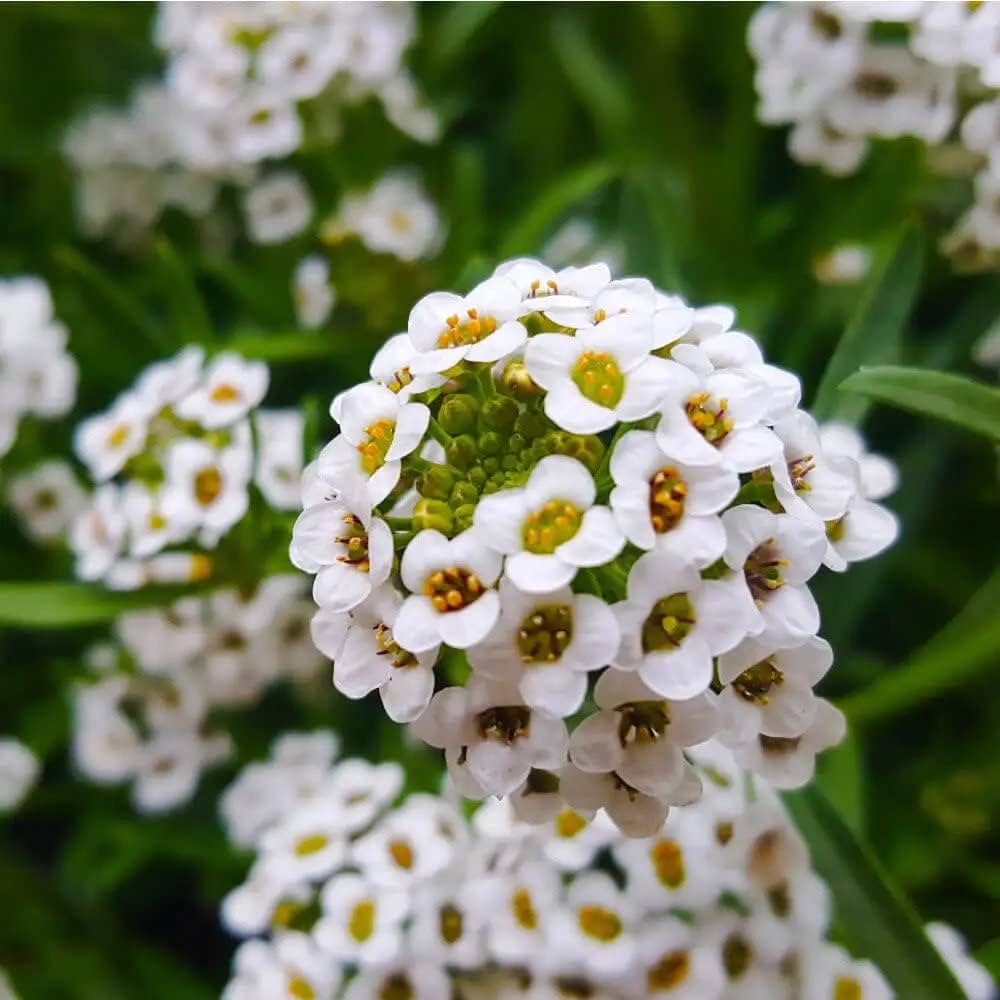 Alyssum Flower Seeds for Planting