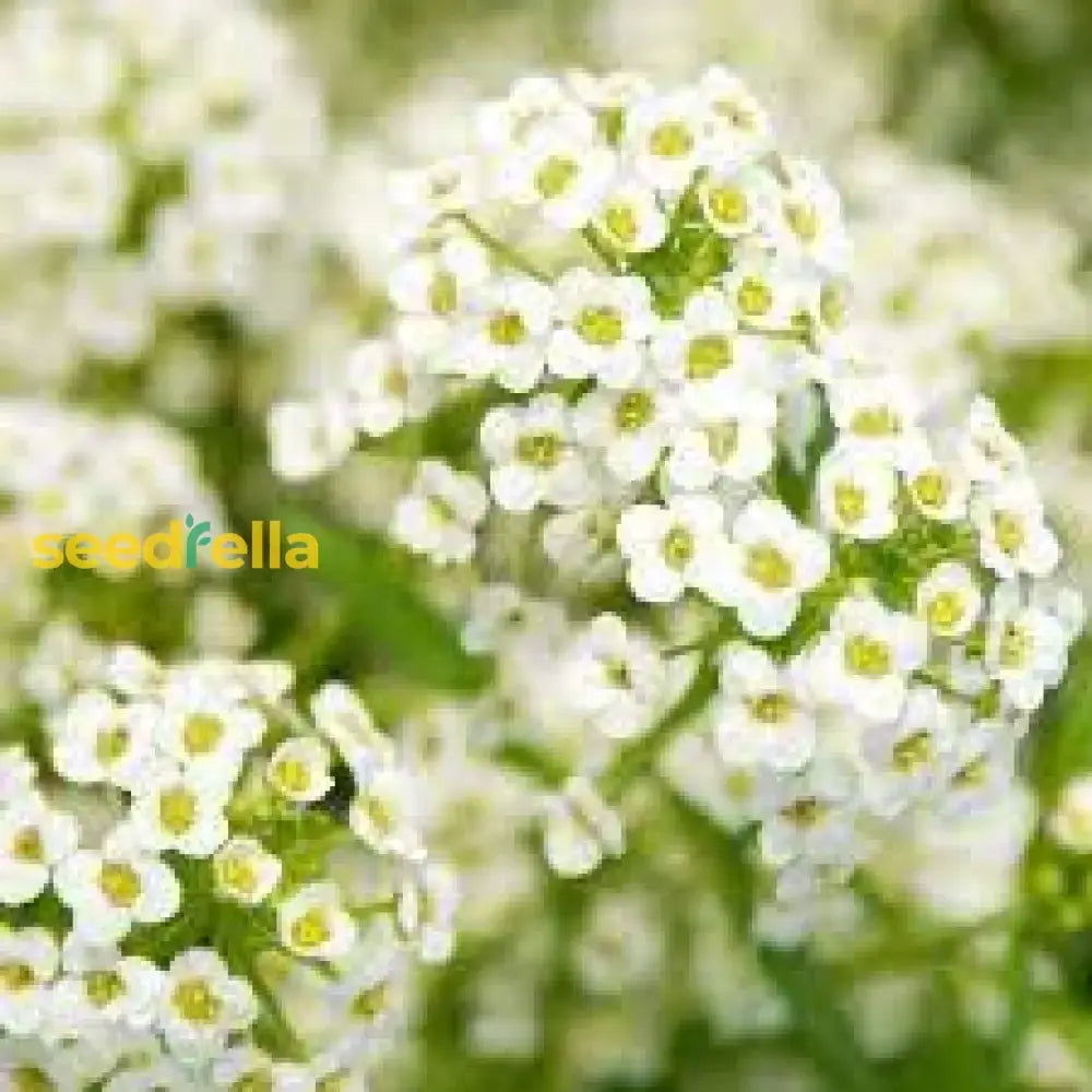 Alyssum Lobularia Flower Seeds For Planting