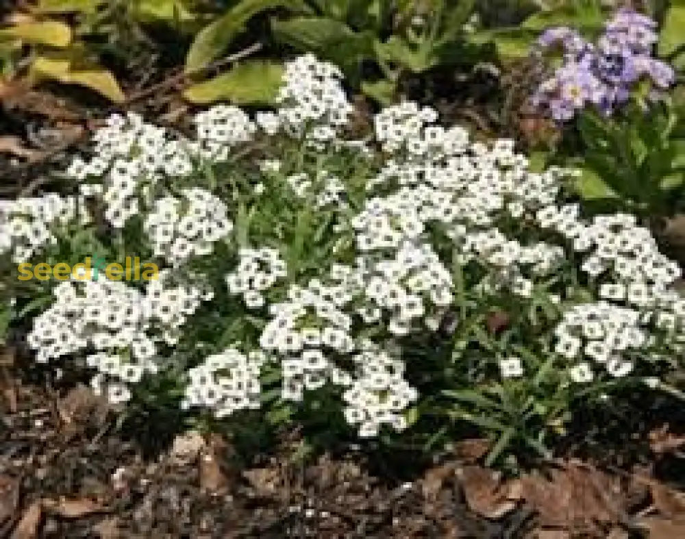 Alyssum Lobularia Flower Seeds For Planting