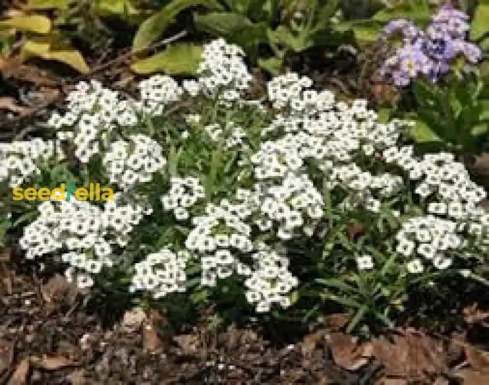 Alyssum Lobularia Flower Seeds For Planting