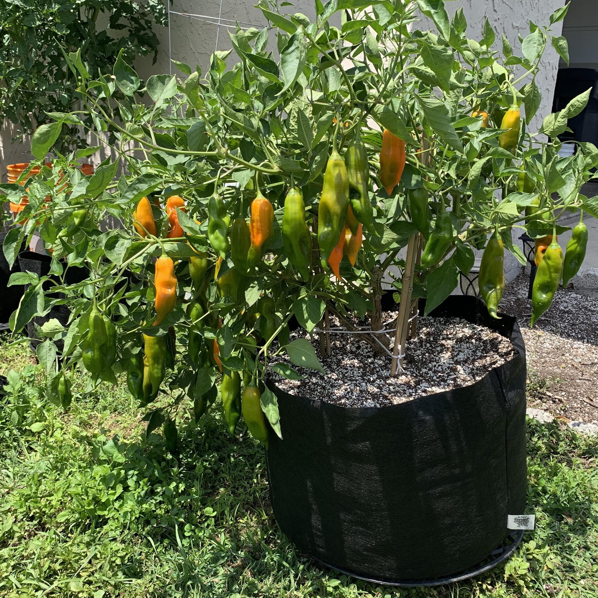 Amarillo chili pepper plants growing in a garden