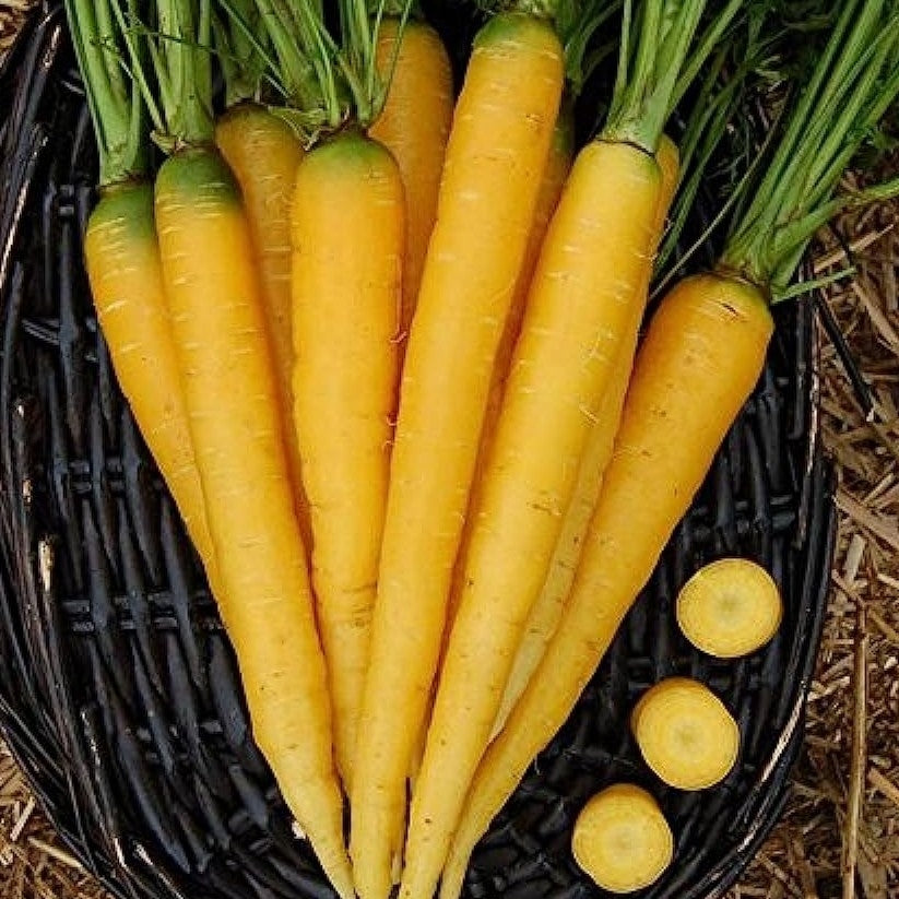 Amarillo Seeds for Vegetable Gardening and Growth