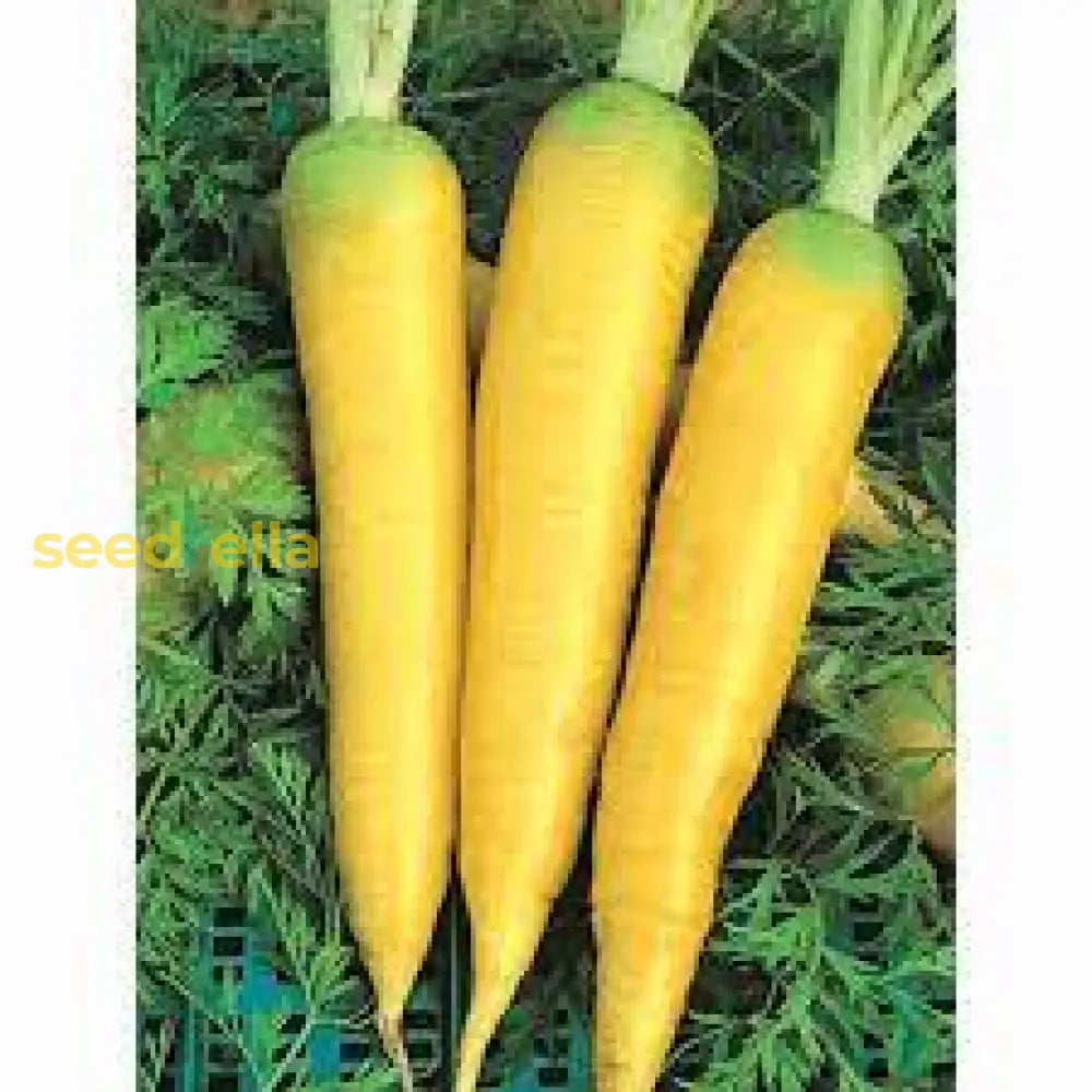 Amarillo Vegetable Seeds: Essential Guide For Successful Planting