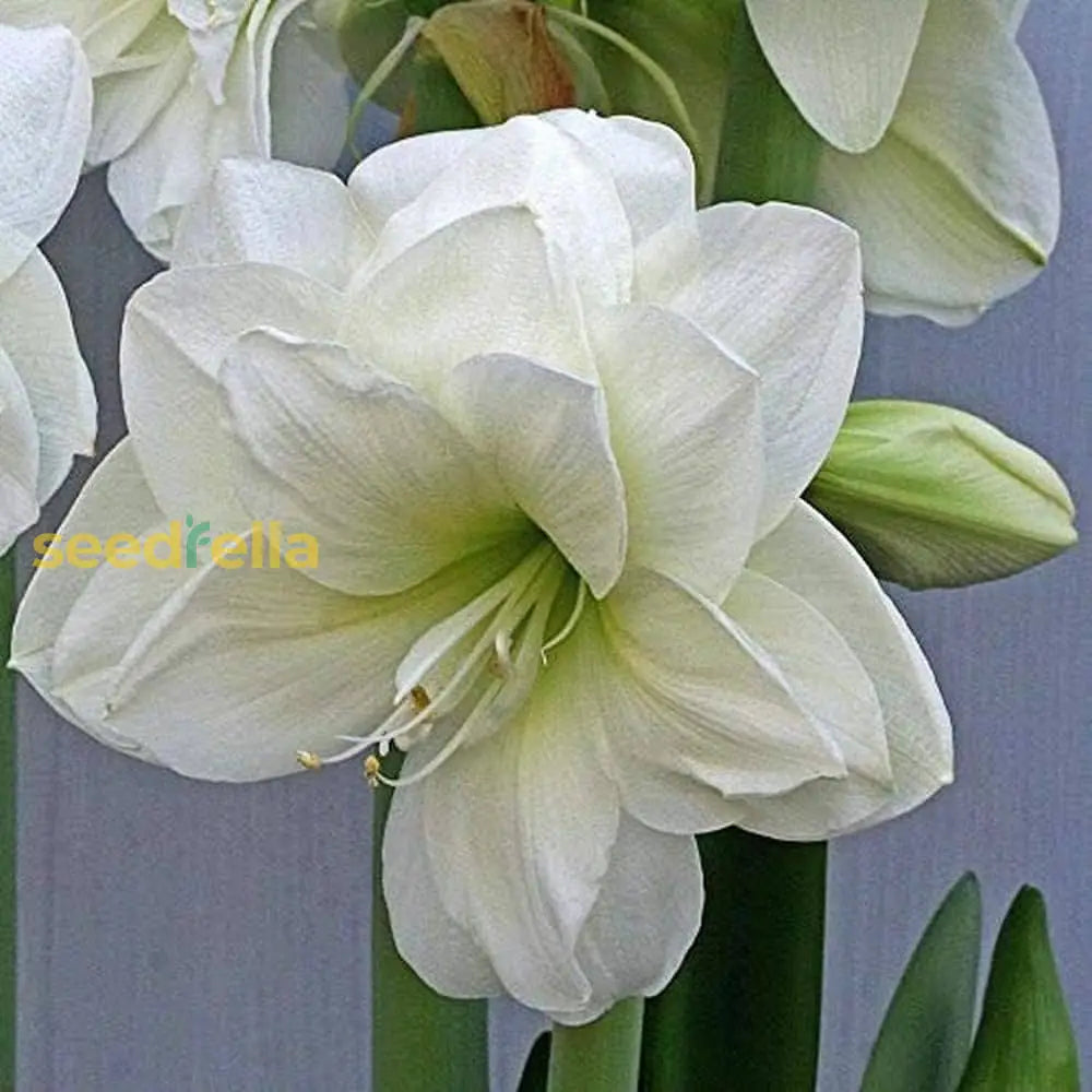 Amaryllis Barbados Flower Seeds For Planting White - Enjoy The Elegant A Stunning Garden Display