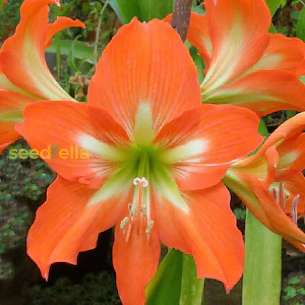 Amaryllis Barbados Flower Seeds For Planting White Orange - Cultivate The Unique