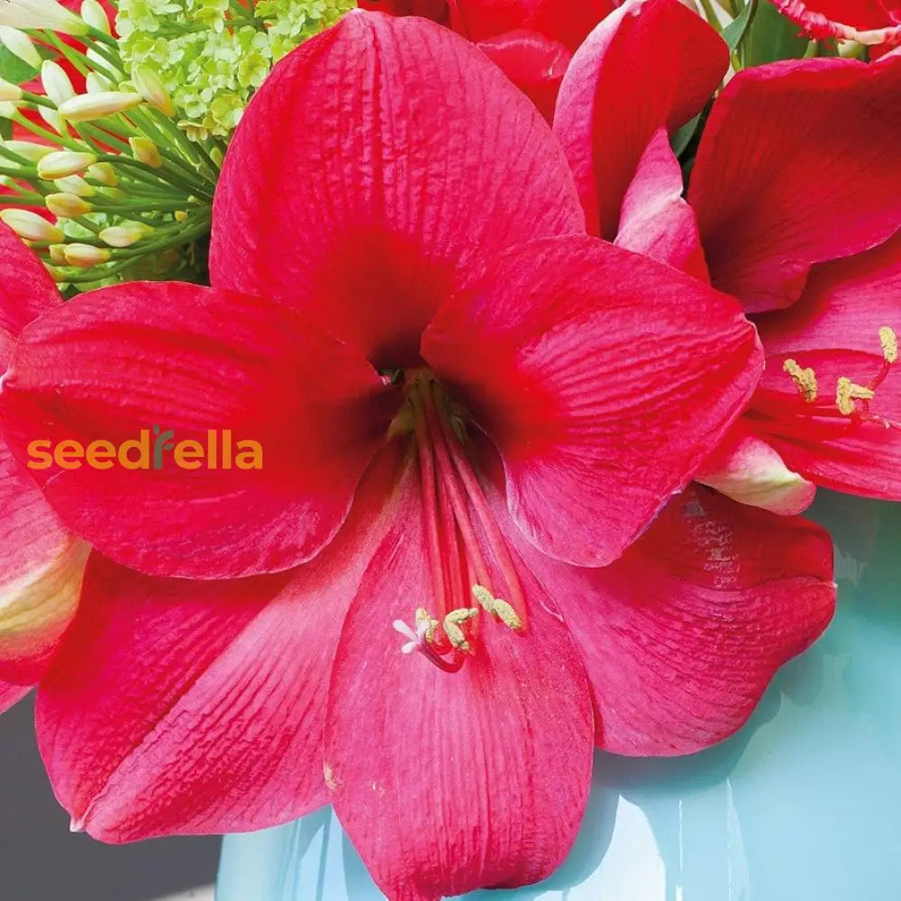 Amaryllis Barbados Flower Seeds For Stunning Dark Pink Blooms In Your Garden