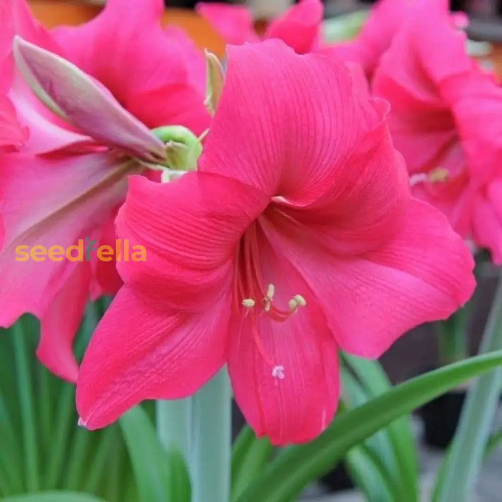 Amaryllis Barbados Flower Seeds For Stunning Dark Pink Blooms In Your Garden