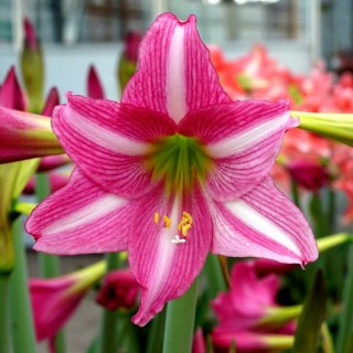 Amaryllis Barbados Pink Flower Seeds for Planting