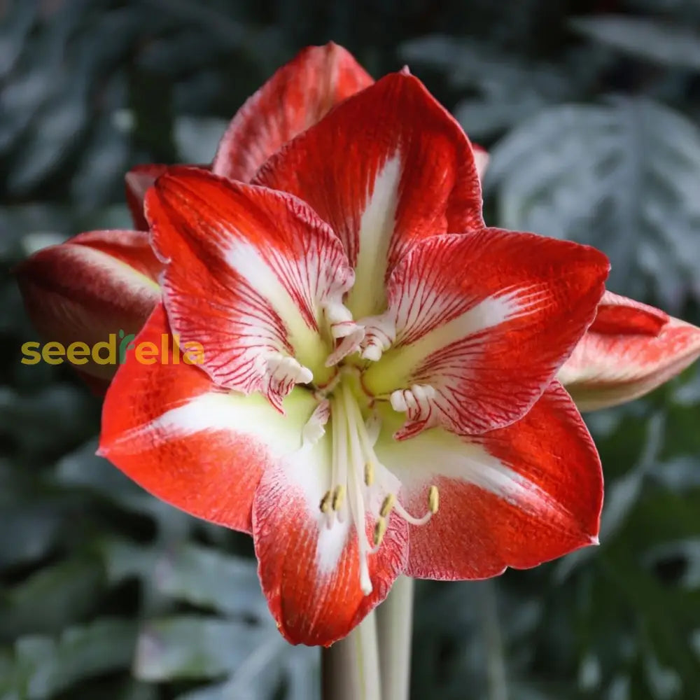 Amaryllis Flower Seeds For Planting - Vibrant Red & White Blooms