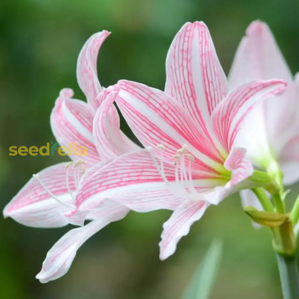 Amaryllis Pink White Flower Seeds For Striking And Diverse Planting