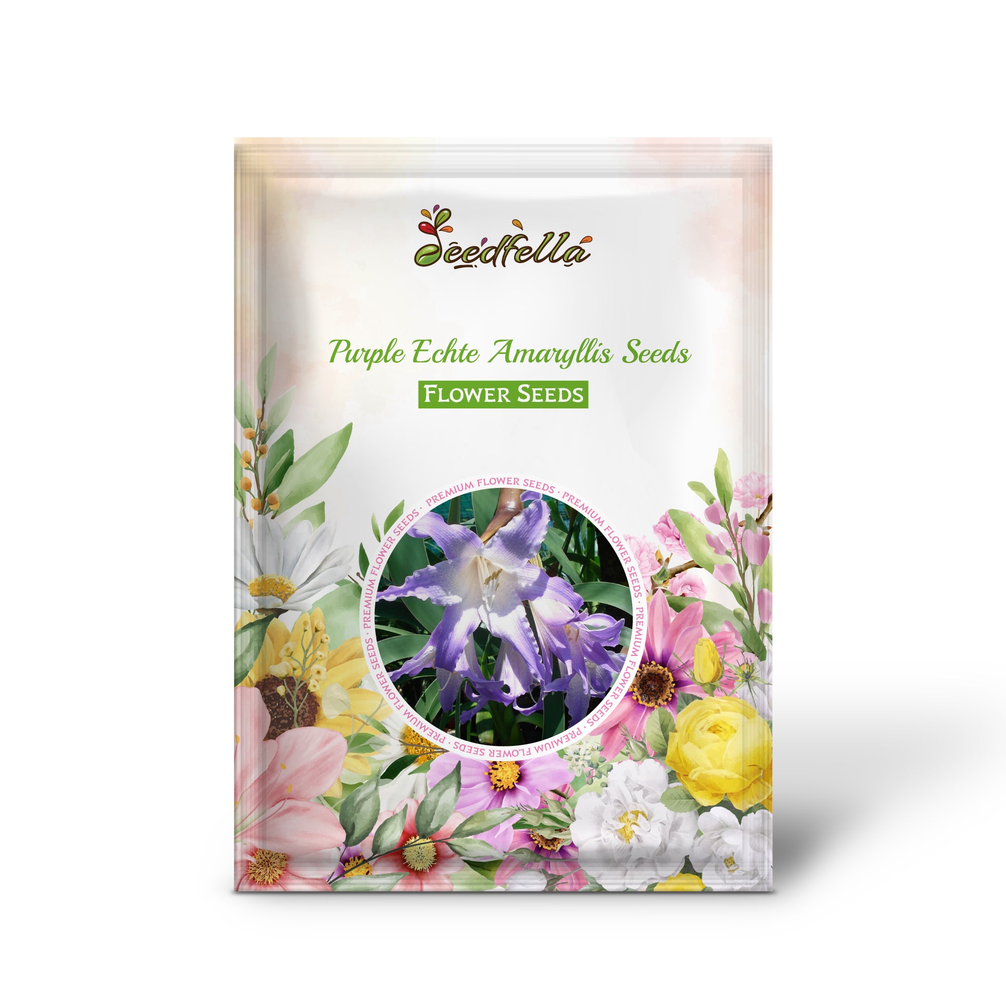 Purple Echte Amaryllis seeds germinating indoors