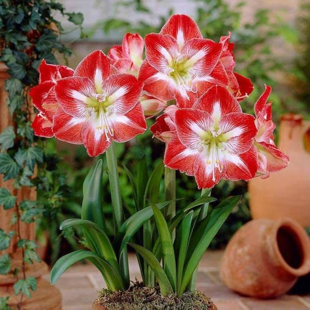 Red White Amaryllis Zwiebeln Flower Seeds for planting