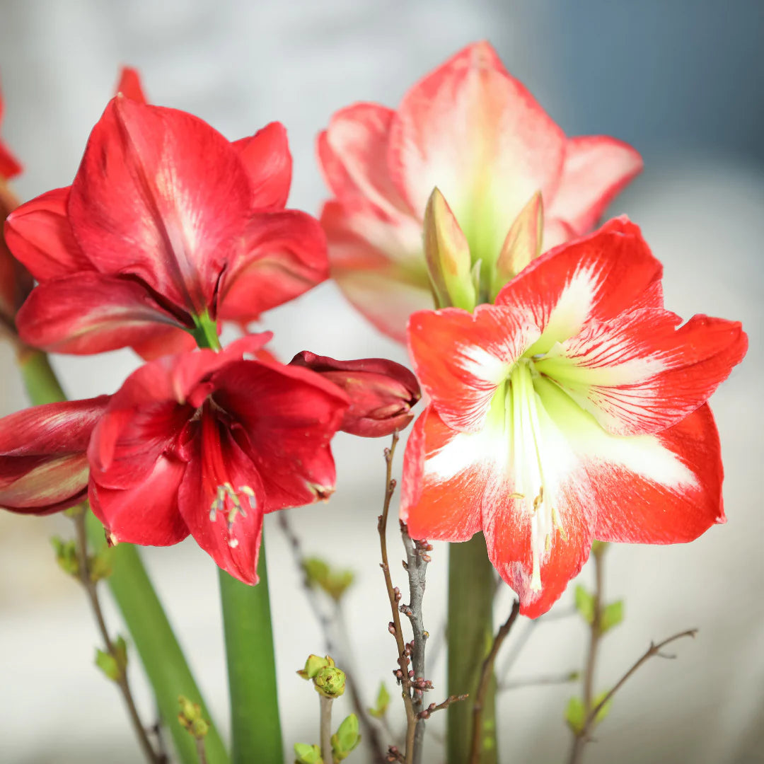 Amaryllis Zwiebeln flowers in garden display