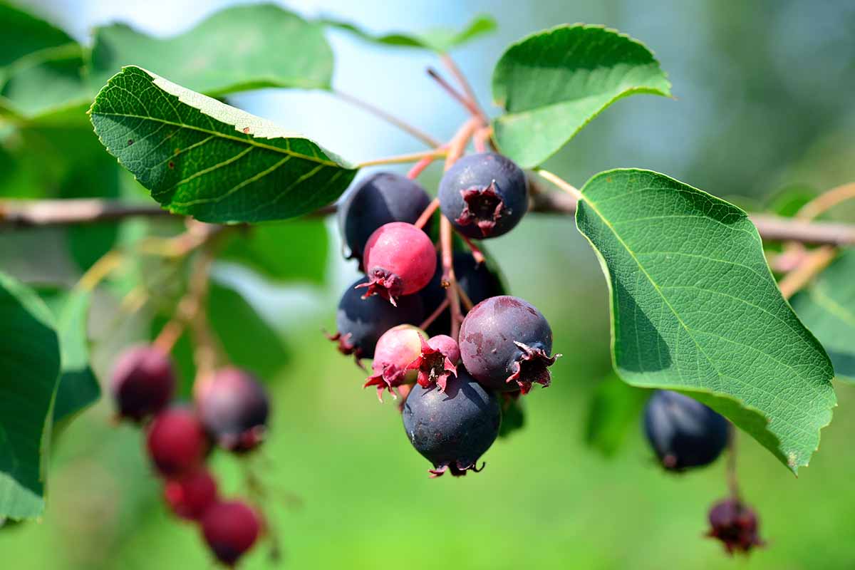 Amelanchier alnifolia Seeds – Saskatoon Serviceberry Edible Purple Berry