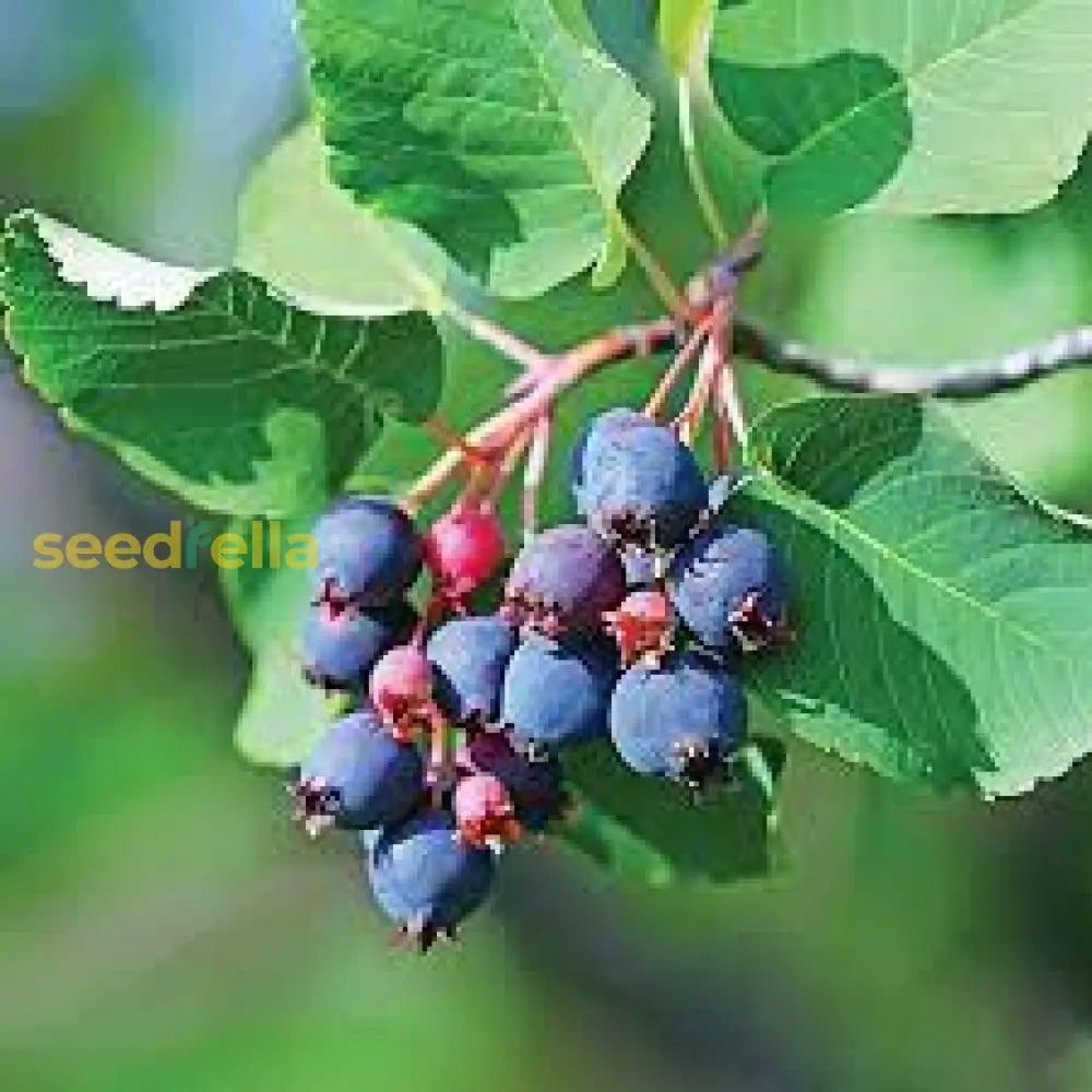 Amelanchier Alnifolia Saskatoon Seeds for Home Garden