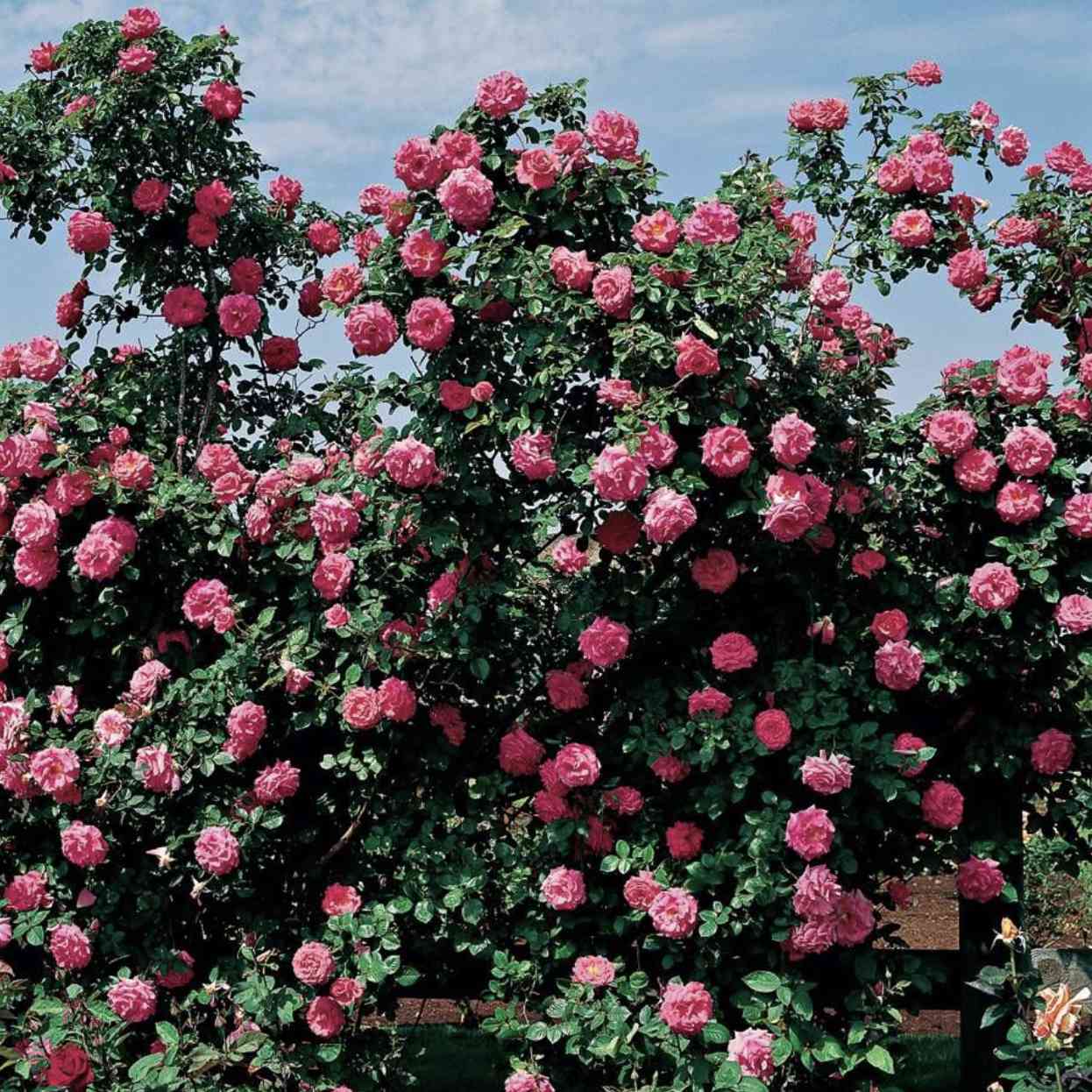 Classic Climbing Rose Seeds For Planting