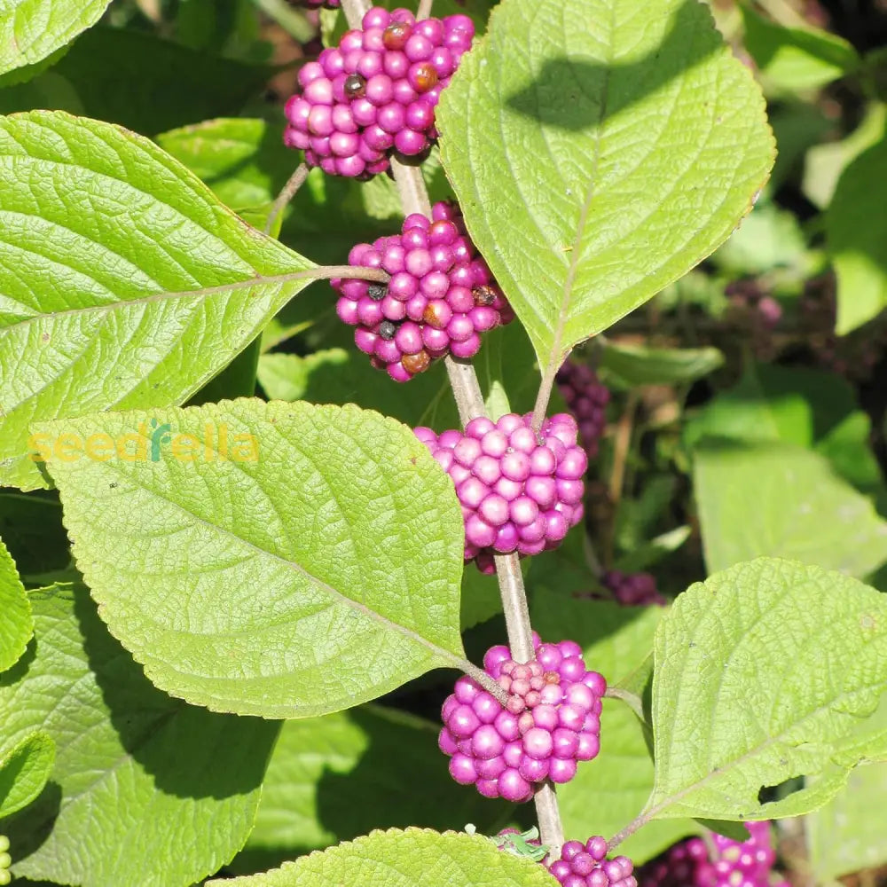 American Beautyberry Seeds Striking And Unusual Appearance Berries Attract Pollinators