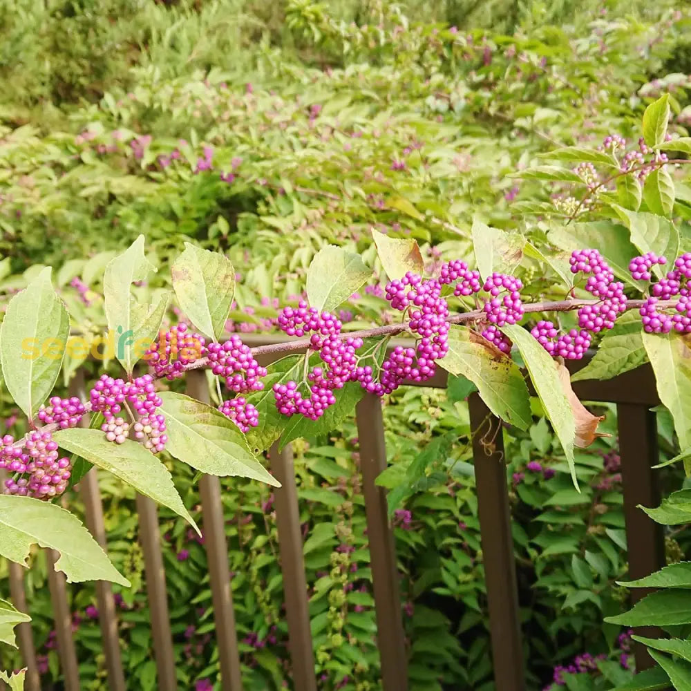 American Beautyberry Seeds Striking And Unusual Appearance Berries Attract Pollinators