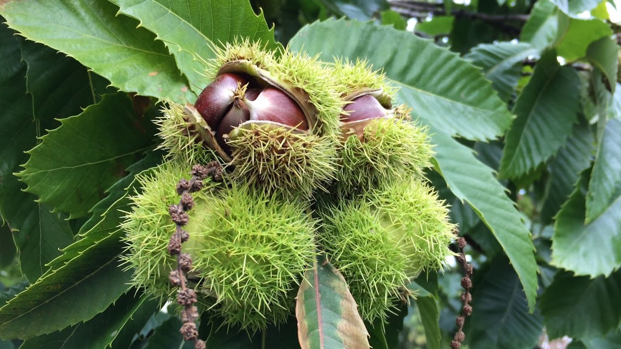 American chestnut tree seeds germinating into healthy green saplings
