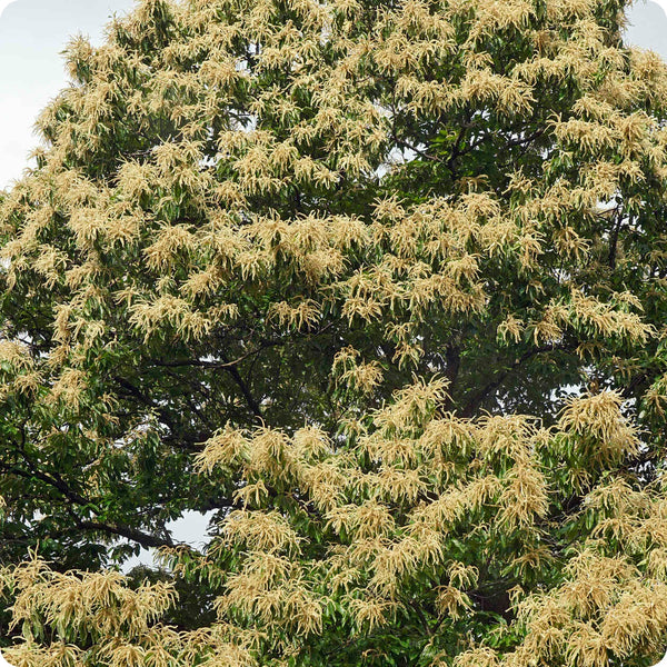 American chestnut tree seeds Castanea dentata hardy native nut tree