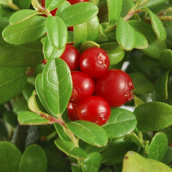American cranberry seeds showing pink-white flowers on evergreen stems