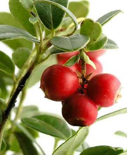 American Cranberry Seeds Vaccinium macrocarpon perennial bush