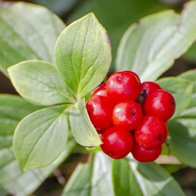 American Ginseng seedlings showing compound leaves