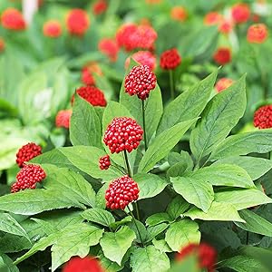 American Ginseng seeds planting and stratification instructions