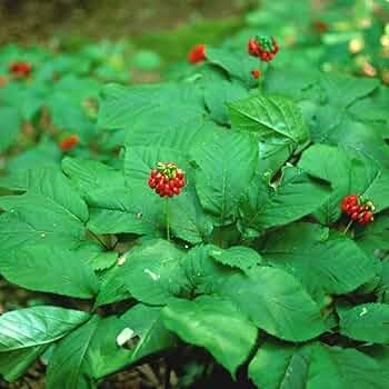 Shade garden American Ginseng grown from high-quality seeds