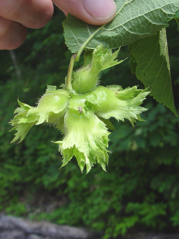 Ripe American hazelnuts ready for harvest