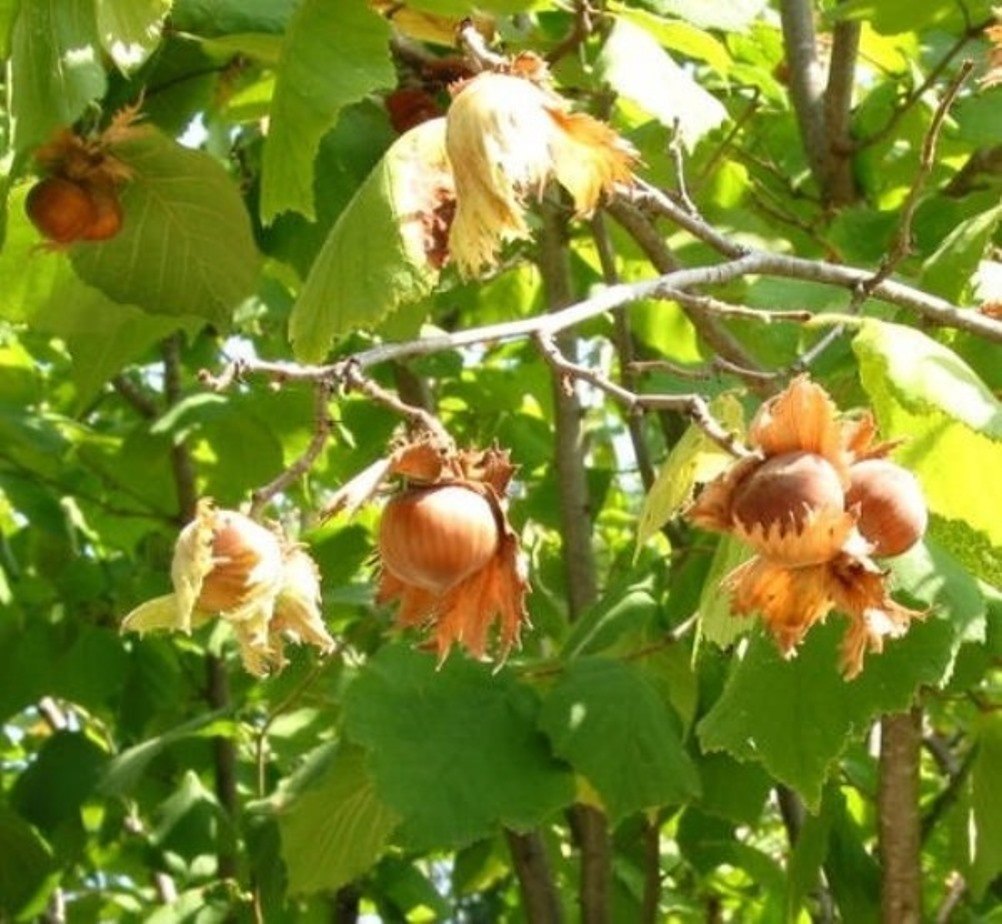 American hazelnut seeds showing green foliage and round leaves closeup