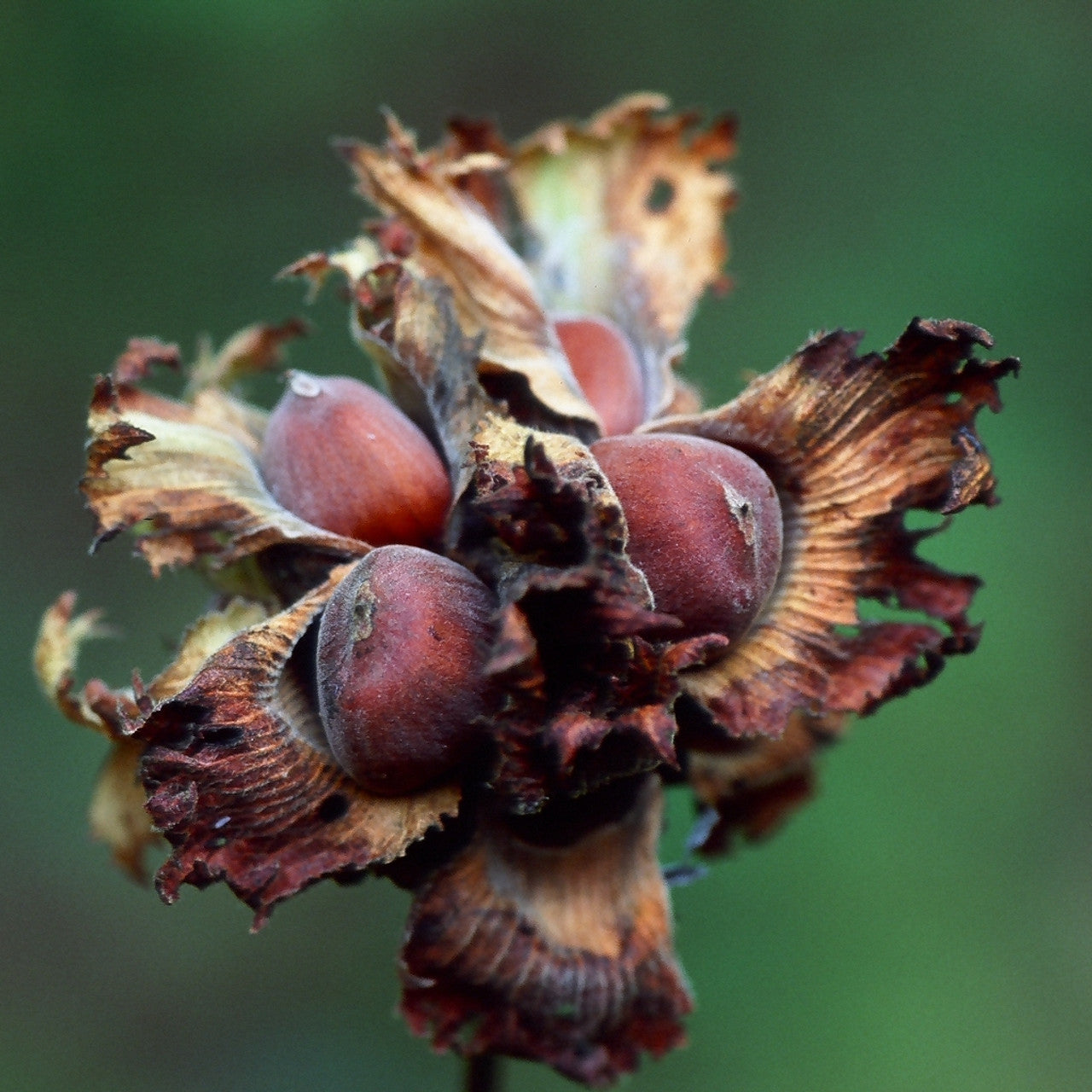 merican hazelnut seeds producing edible brown nuts in husks