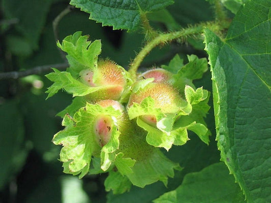 American Hazelnut tree seeds for planting