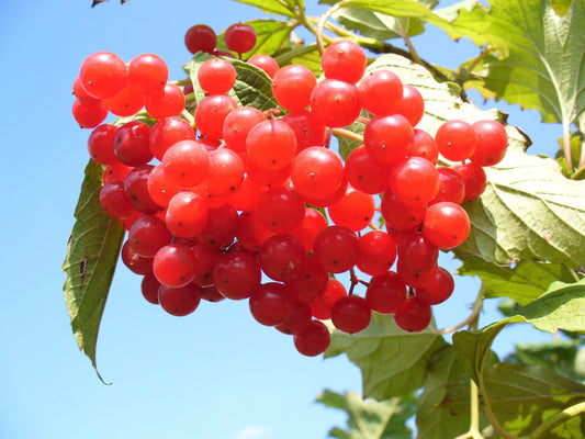 American Highbush Cranberry Seeds – Viburnum trilobum Non-GMO Red Fruit Shrub
