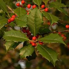 American Holly hedge used in garden landscaping