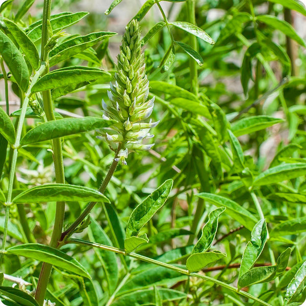 American Licorice seeds Glycyrrhiza lepidota plant for outdoor gardens