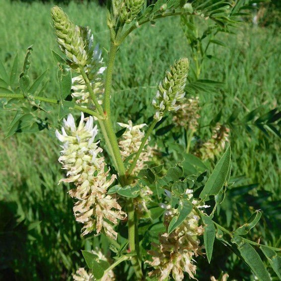 Native American Licorice flowers grown from seeds for pollinator gardens