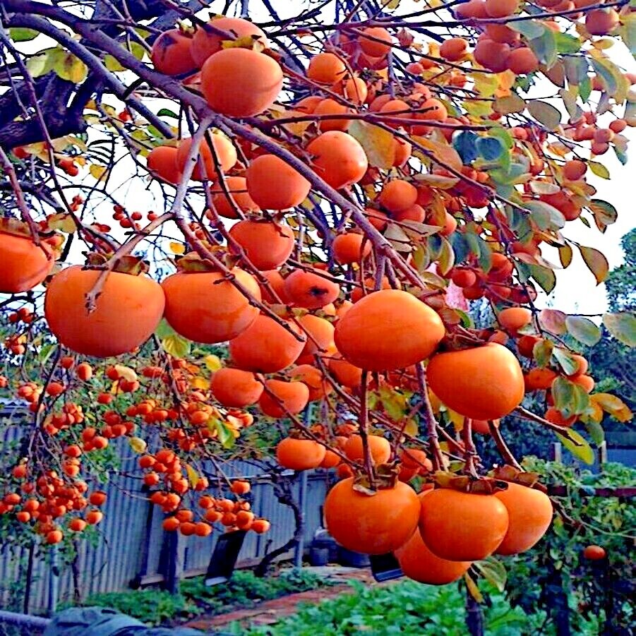 Ripe American Persimmon fruits hanging on the tree