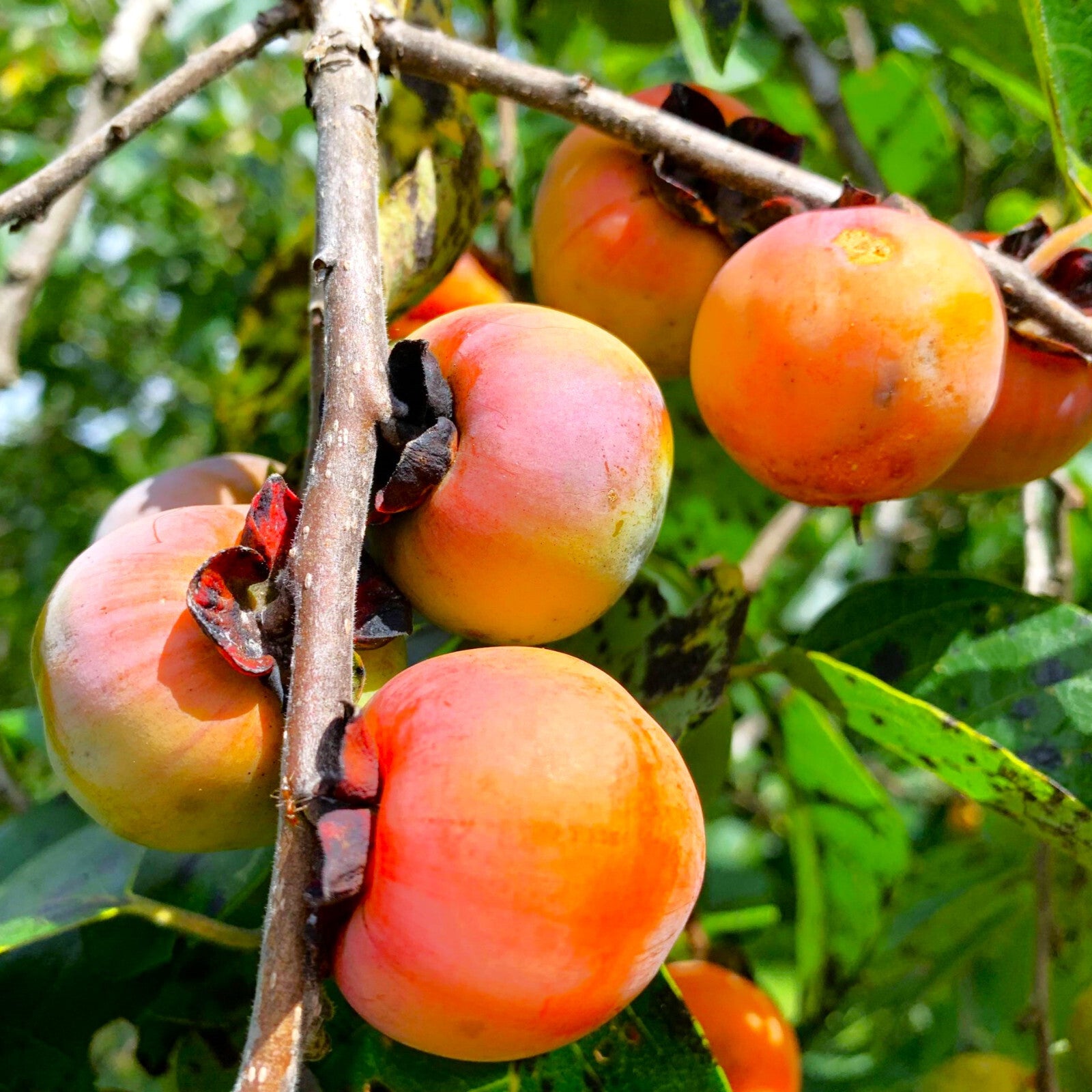 American persimmon seeds producing sweet orange fruits after frost