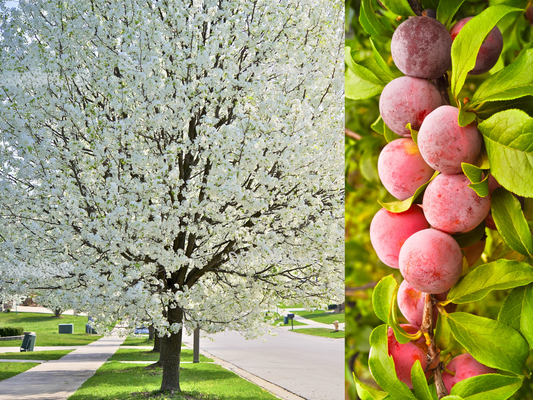 American Plum (Prunus americana) tree seeds for planting