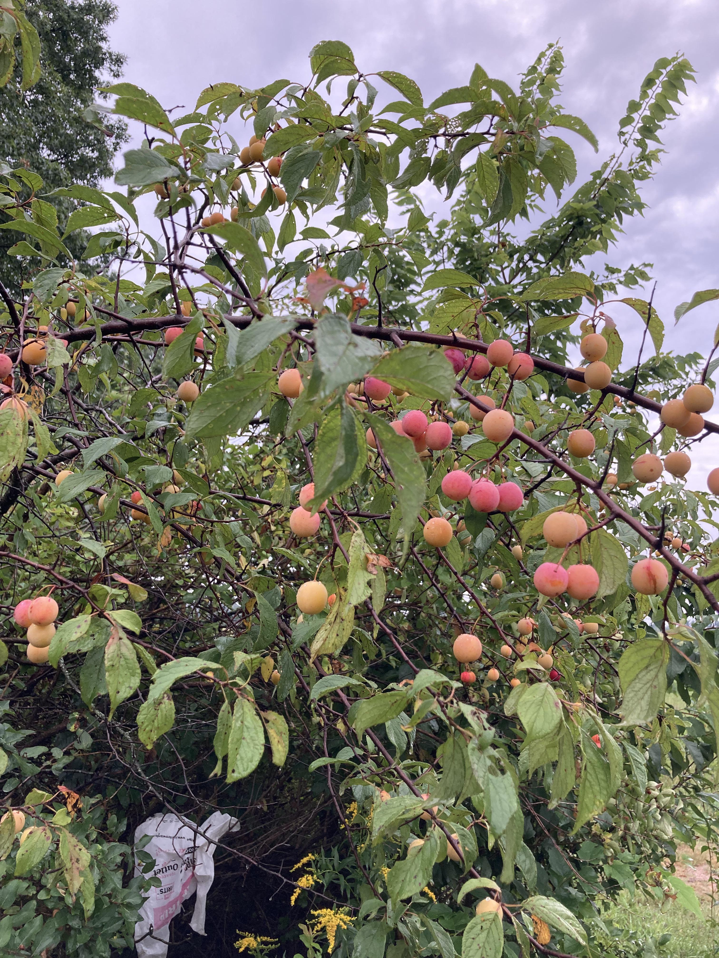 Fragrant white spring flowers of the American Plum tree