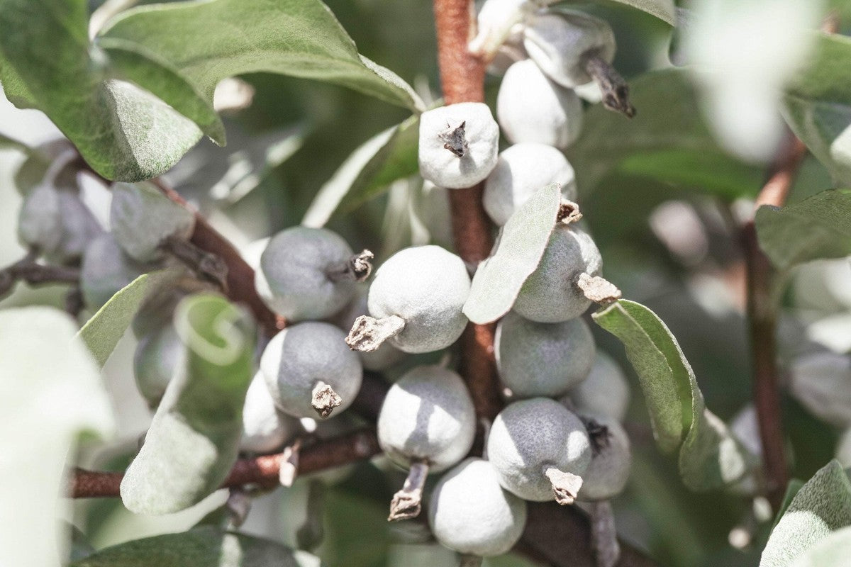 Silver-gray edible berries of Elaeagnus commutata