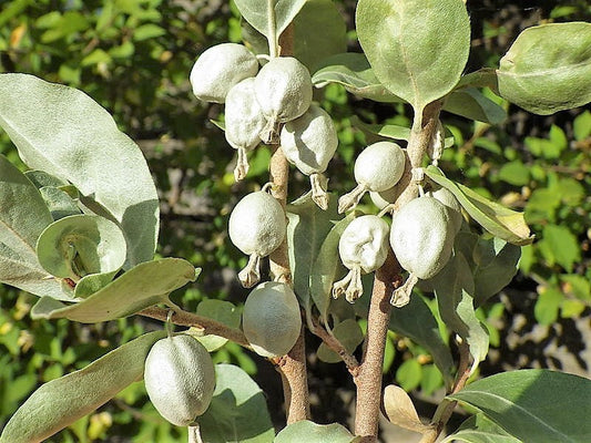American Silverberry (Elaeagnus commutata) seeds for planting