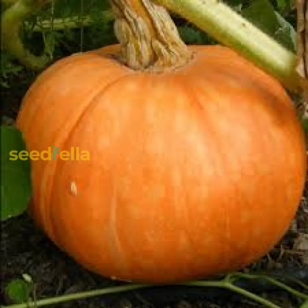 Amish Pie Squash Seeds For Easy Planting Vegetable Seeds