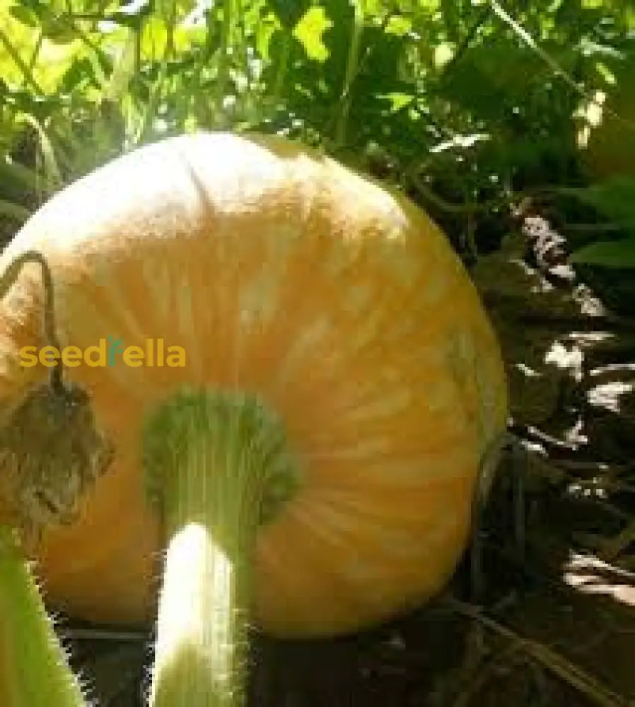 Amish Pie Squash Seeds For Easy Planting Vegetable Seeds