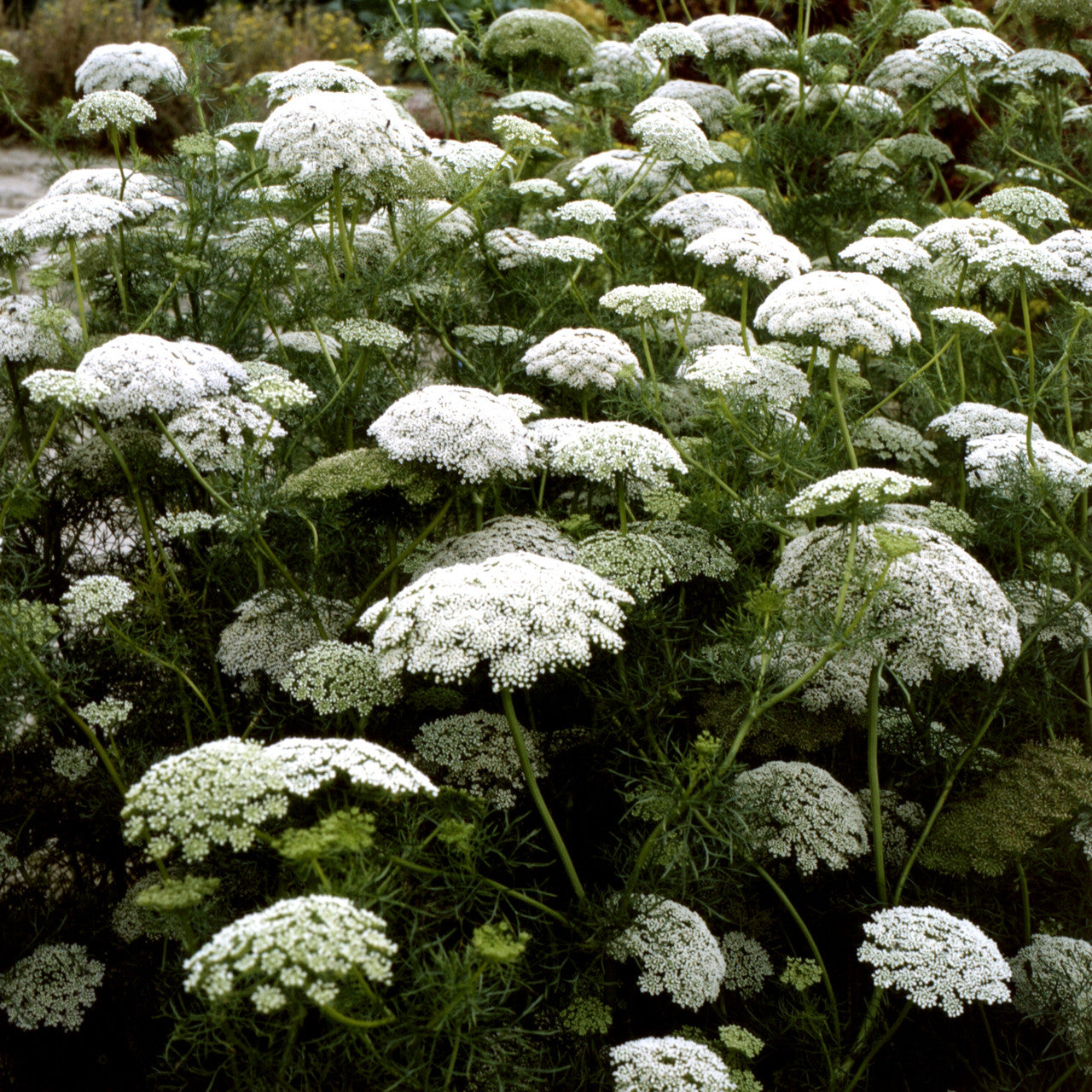 Ammi majus False Queen Anne’s Lace herb growing in full sun