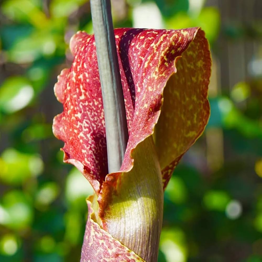Amorphophallus konjac Voodoo Lily plant with leaves