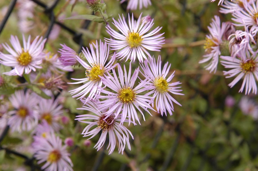 Ampelaster carolinianus Climbing Aster plant with flowers