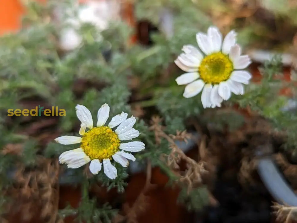 Anacyclus Pyrethrum Flower Seeds For Garden Planting